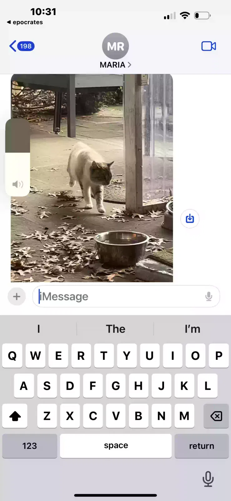 Found cat in Bethlehem, PA, 18015