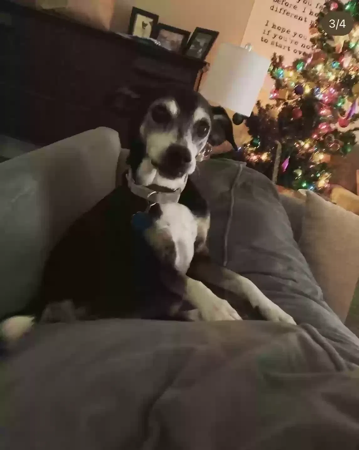 Lost dog in Jackson, MS, 39211