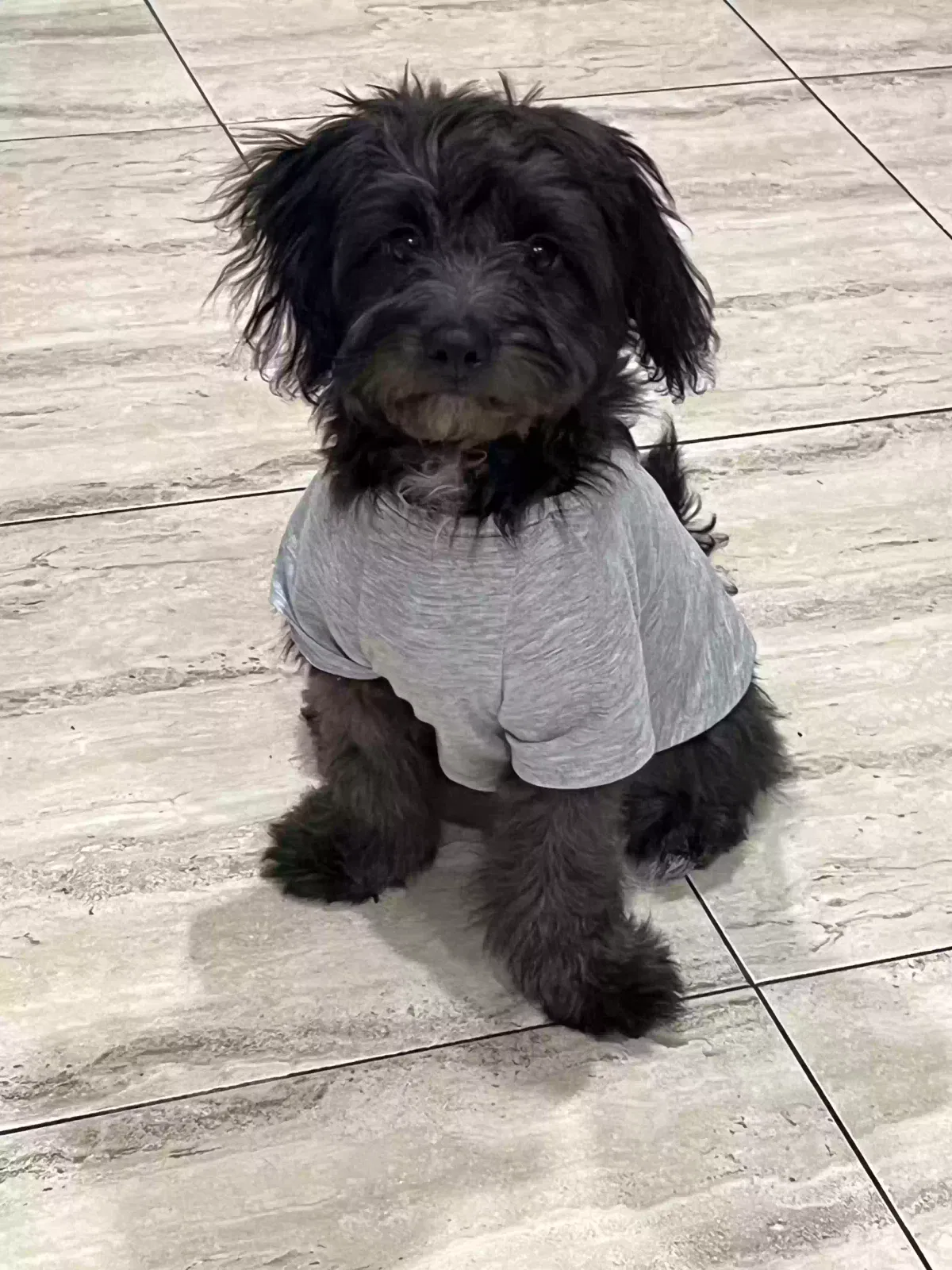 Lost dog in Whittier, CA, 90604