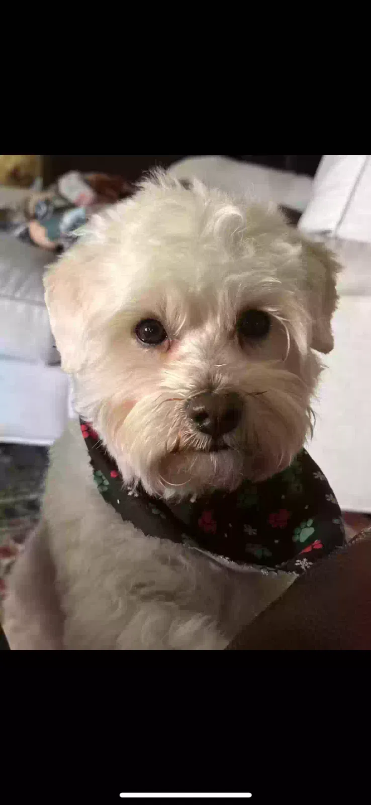 Lost dog in Henderson, NV, 89052
