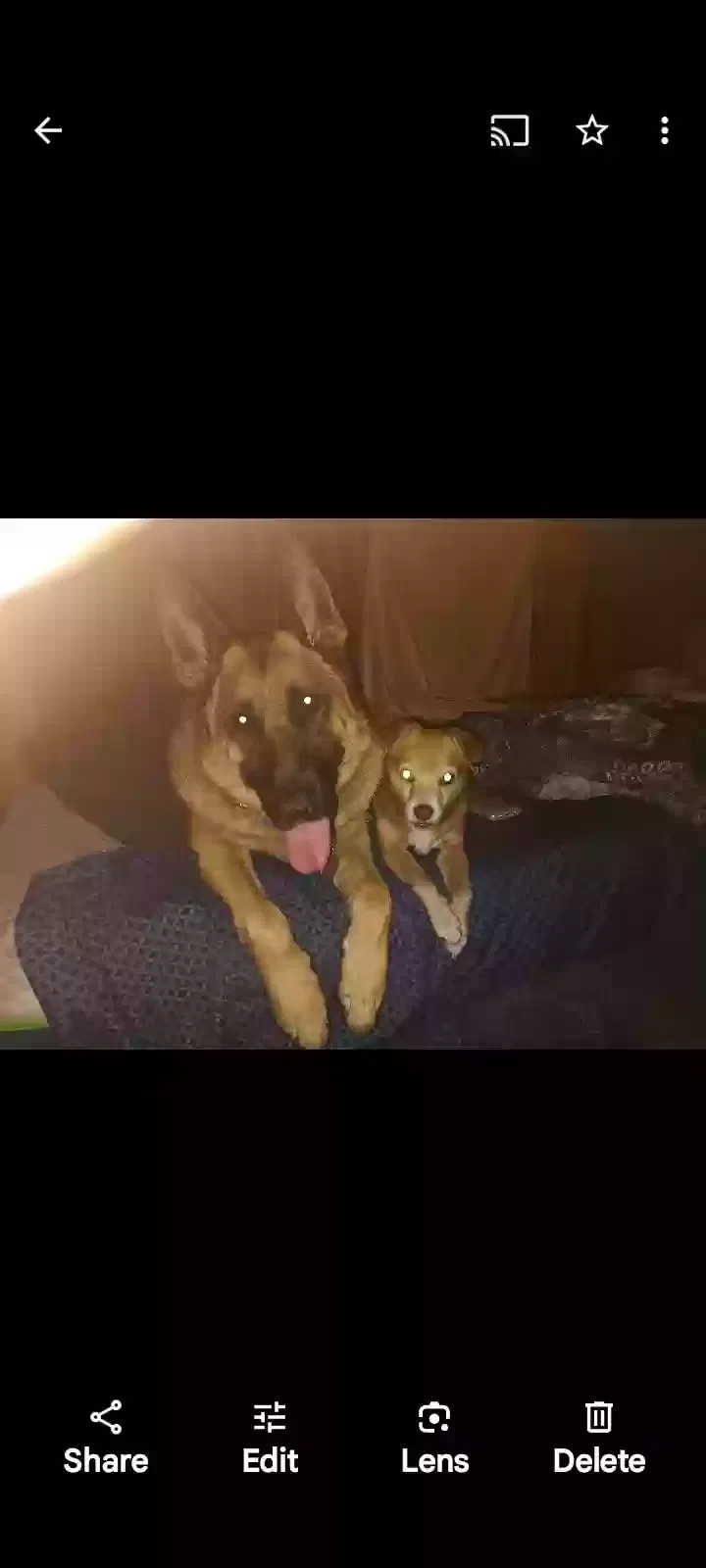 Lost dog in Sacramento, CA, 95829