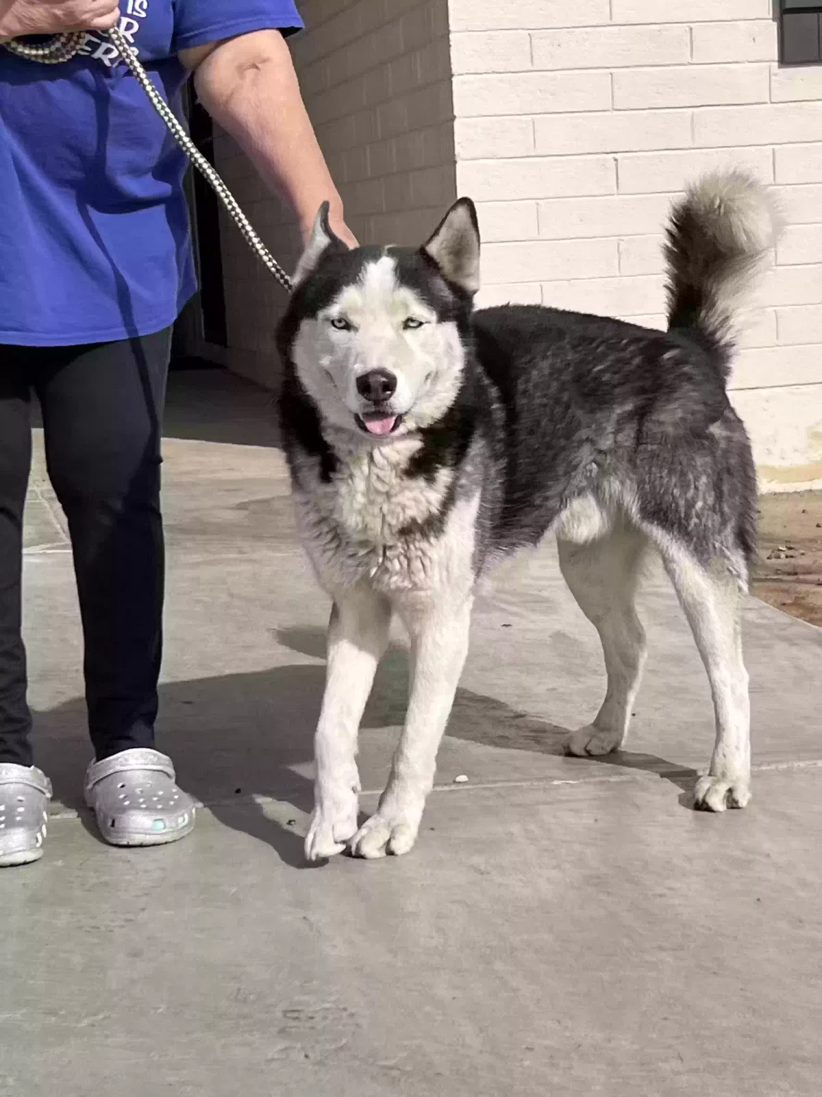 Found dog in Phoenix, AZ, 85033