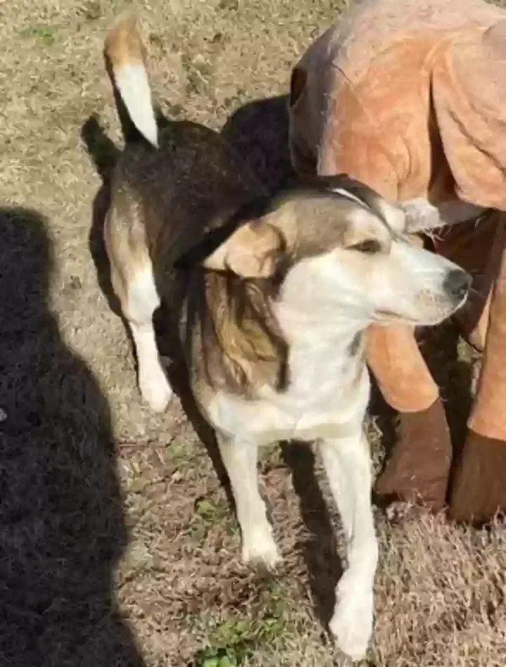 Lost dog in Resaca, GA, 30735
