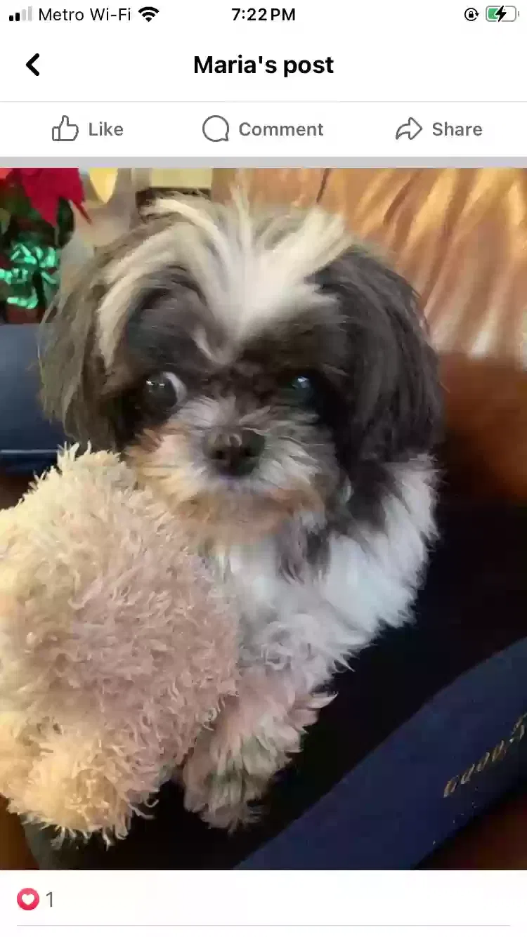 Lost dog in Spring Hill, FL, 34606