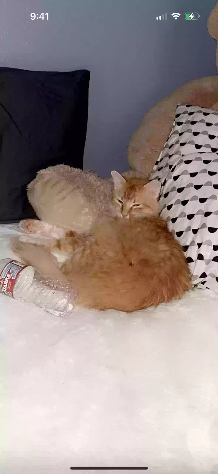 Lost cat in Montgomery, TX, 77356