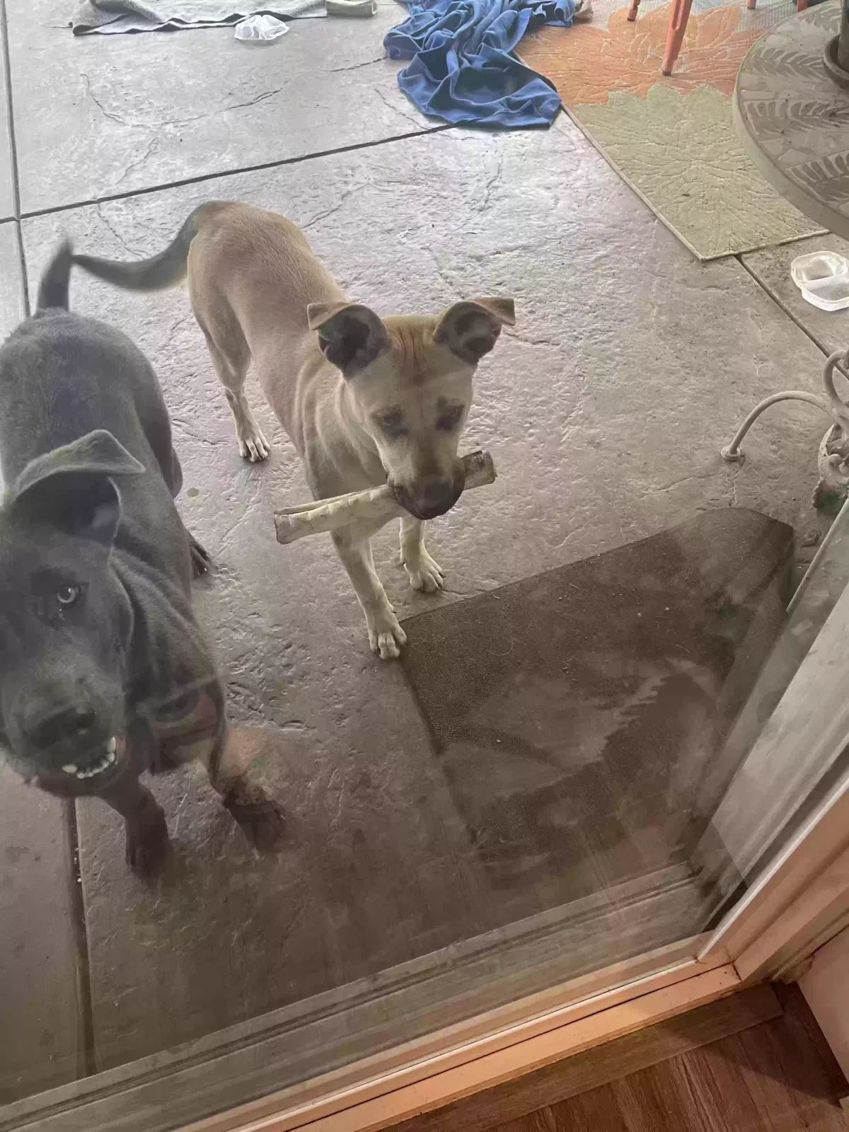 Found dog in Riverside, CA, 92507