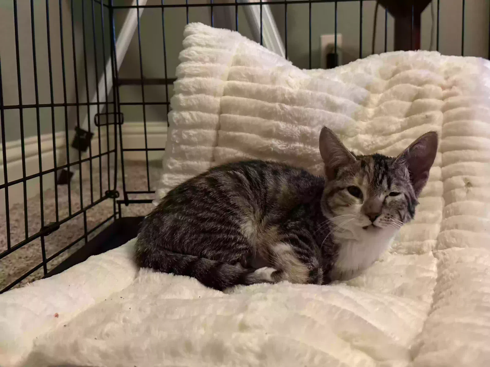 Found cat in Fort Worth, TX, 76140