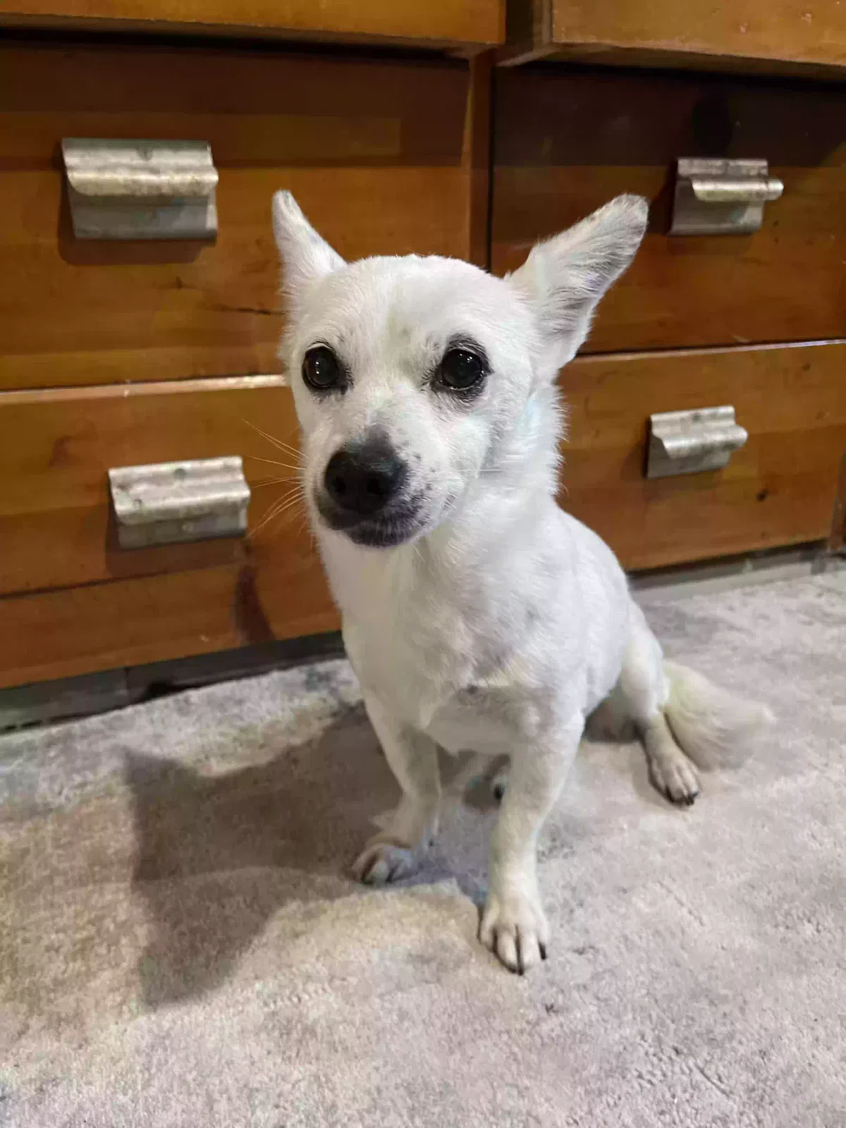 Lost dog in Seattle, WA, 98122