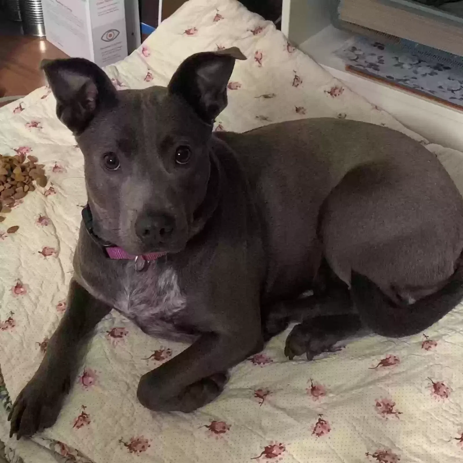 Found dog in Pontiac, MI, 48341