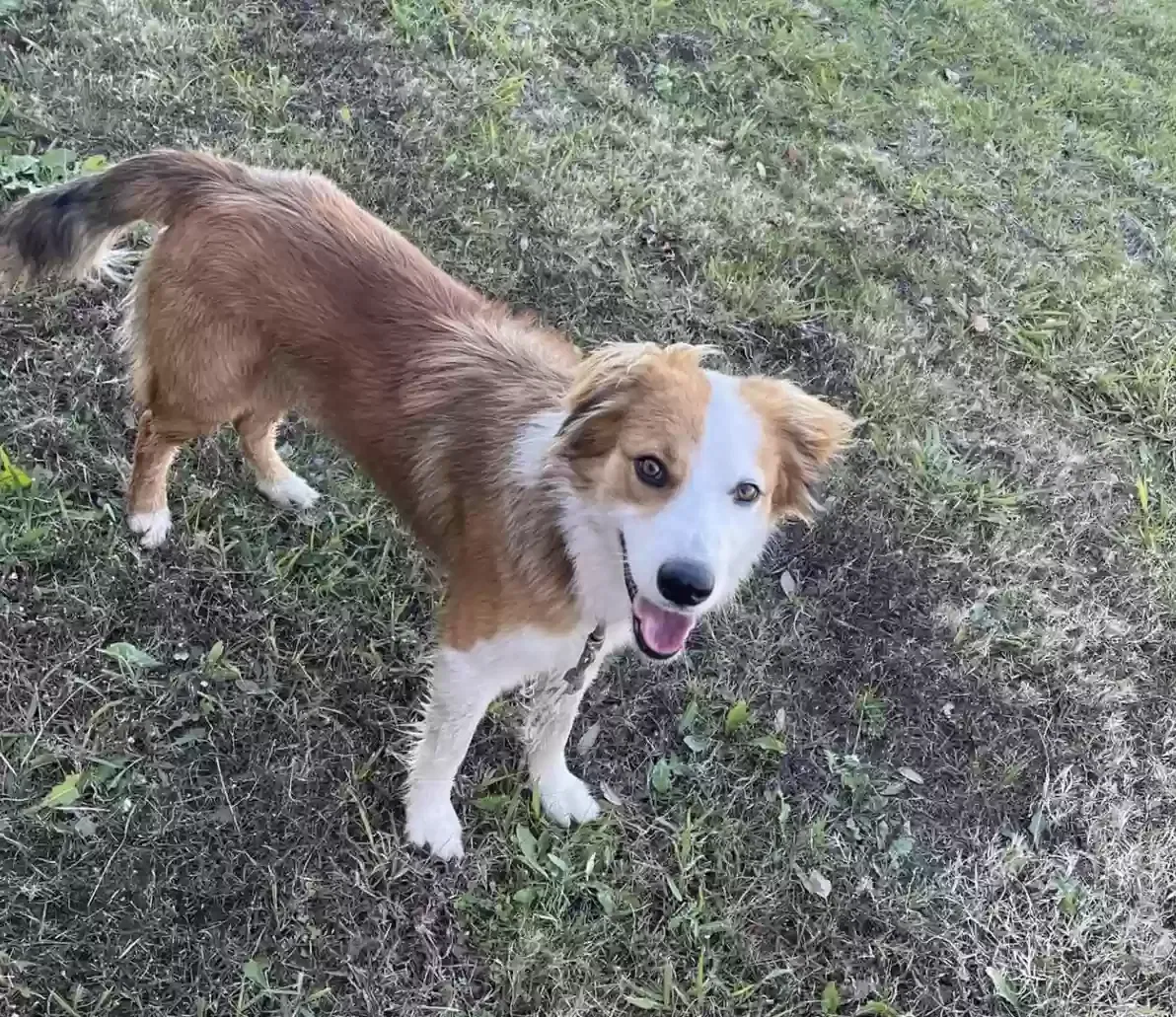 Found dog in Forney, TX, 75126