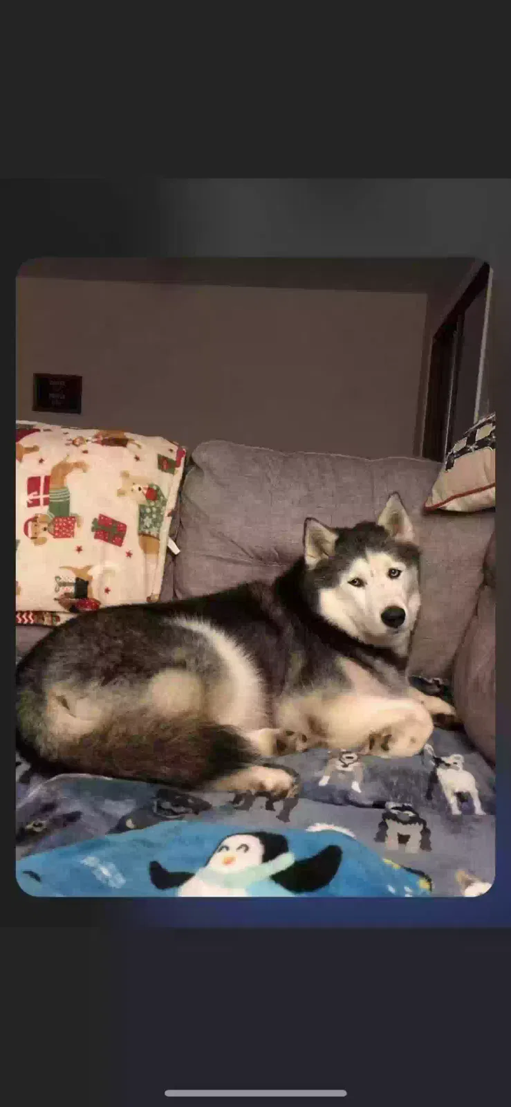 Lost dog in Kingsport, TN, 37660