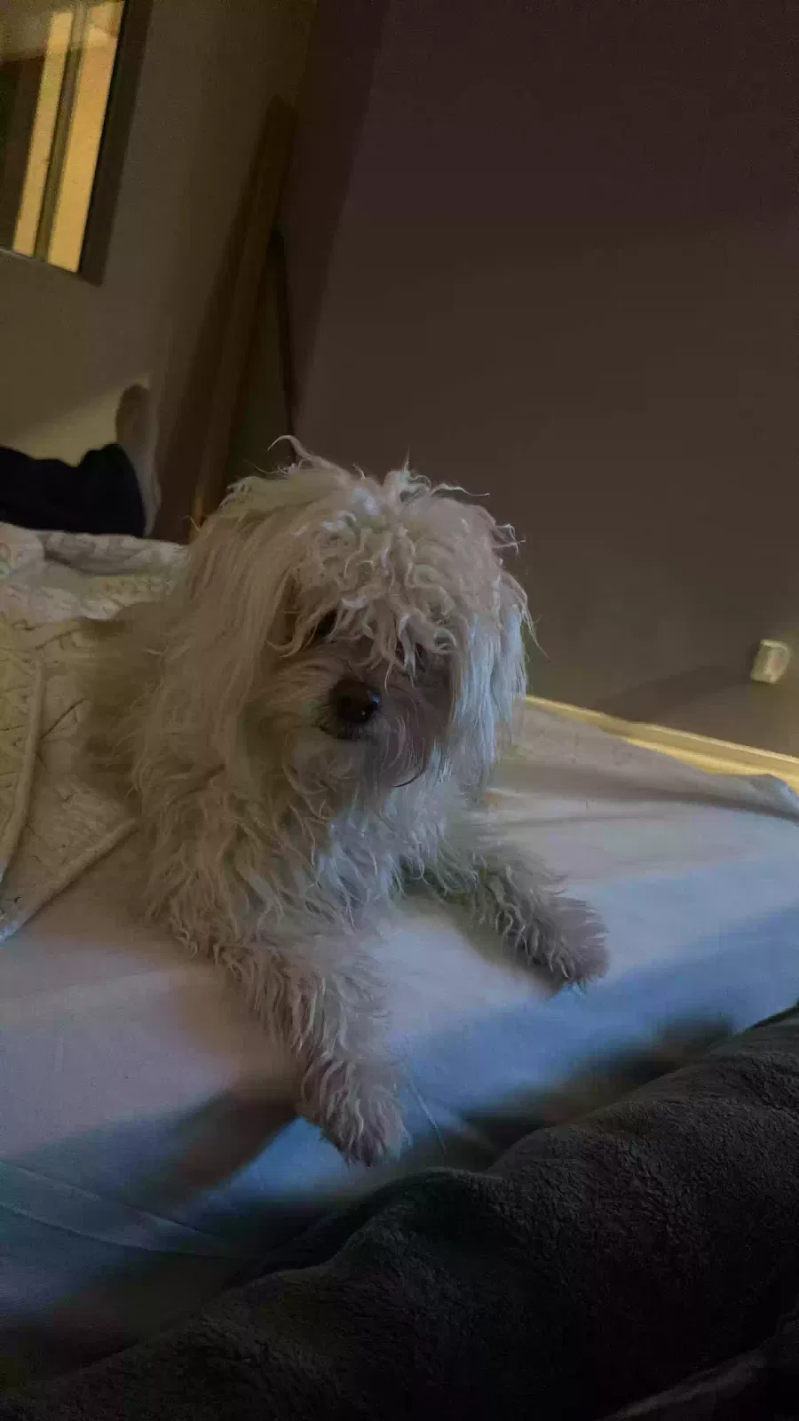 Lost dog in Las Vegas, NV, 89156