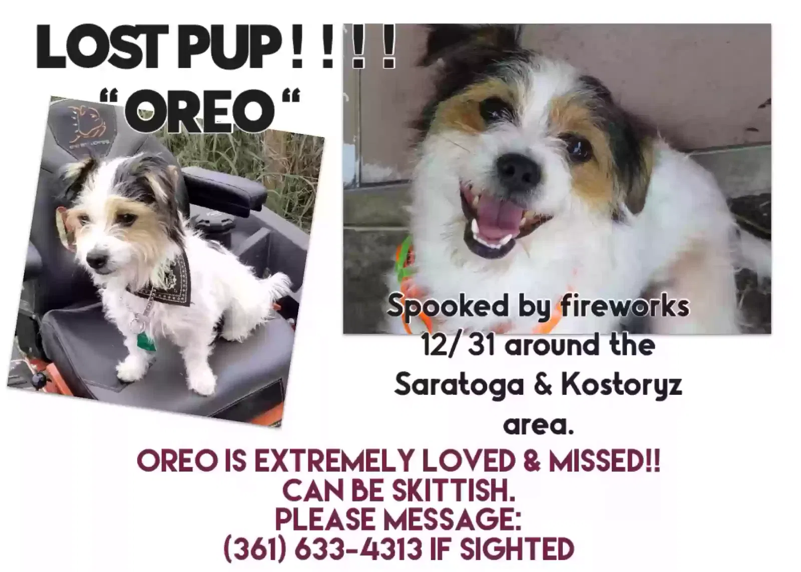 Lost dog in Corpus Christi, TX, 78415