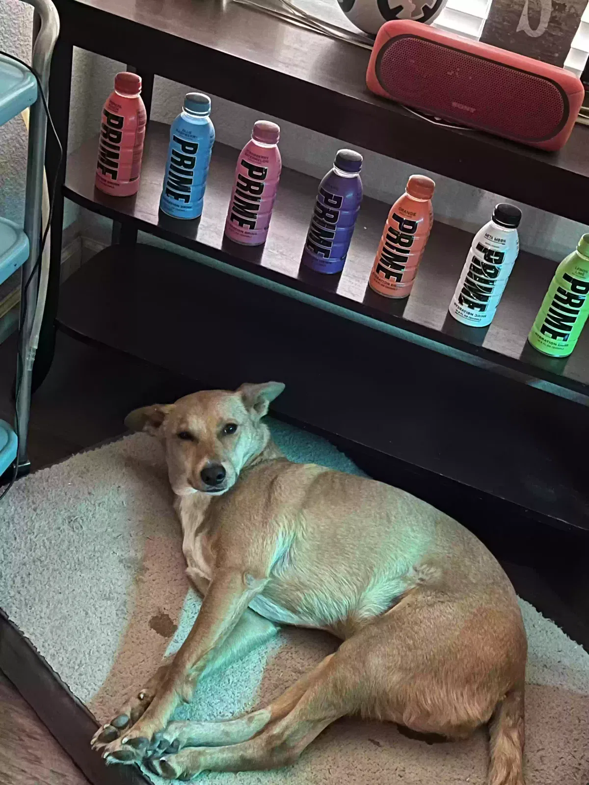 Lost dog in Reedley, CA, 93654