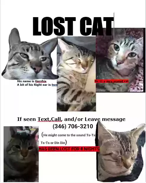 Lost cat in Atlanta, GA, 30349