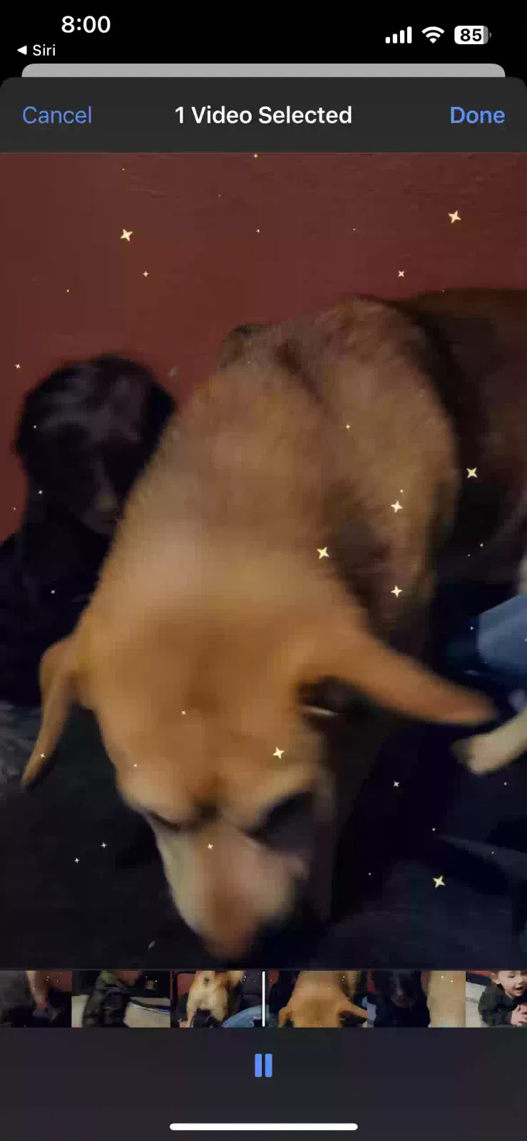 Lost dog in Sacramento, CA, 95824