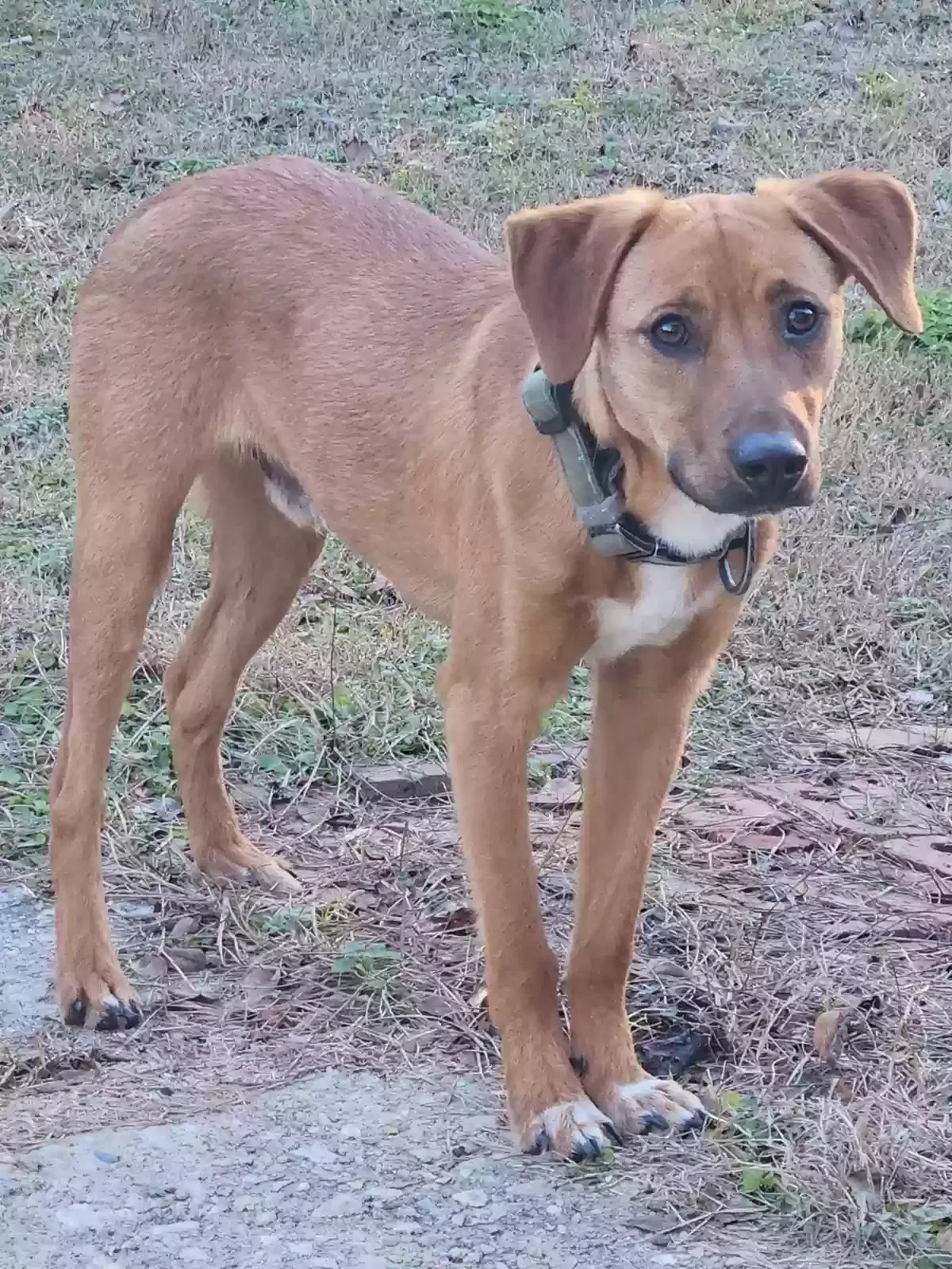 Lost dog in Fayetteville, NC, 28314