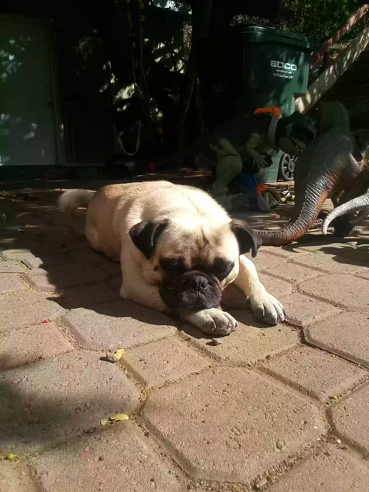 Lost dog in Vista, CA, 92084
