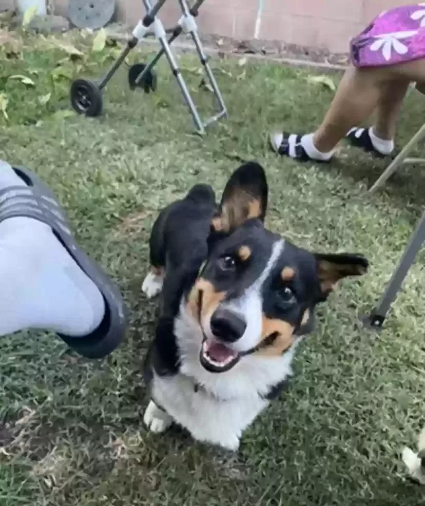 Lost dog in Lynwood, CA, 90262