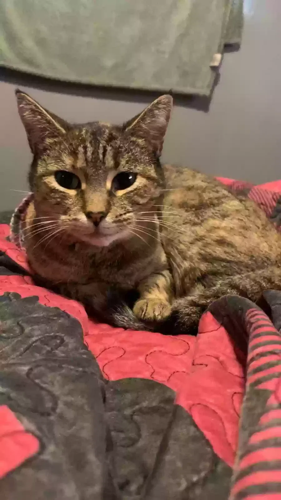 Lost cat in Gatlinburg, TN, 37738