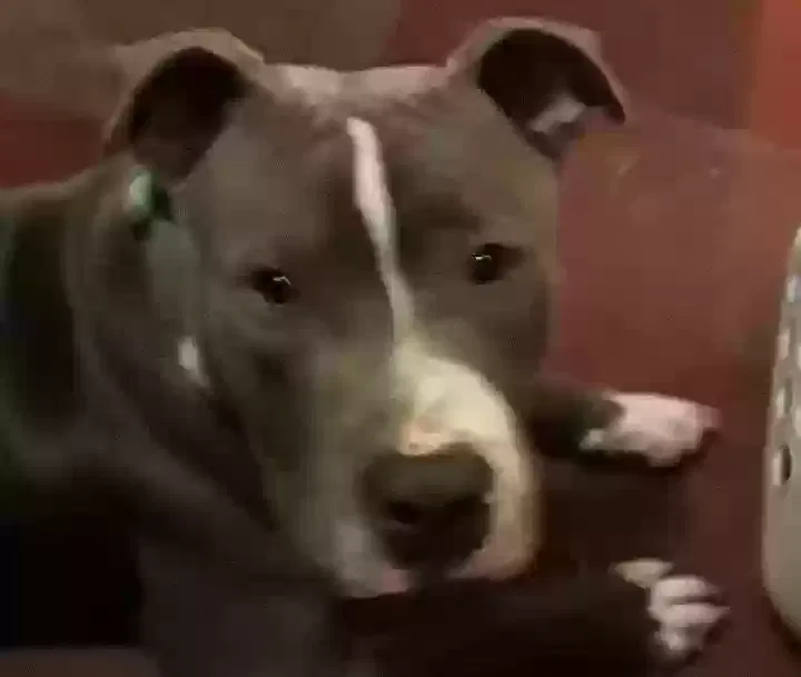 Lost dog in Evansville, IN, 47713