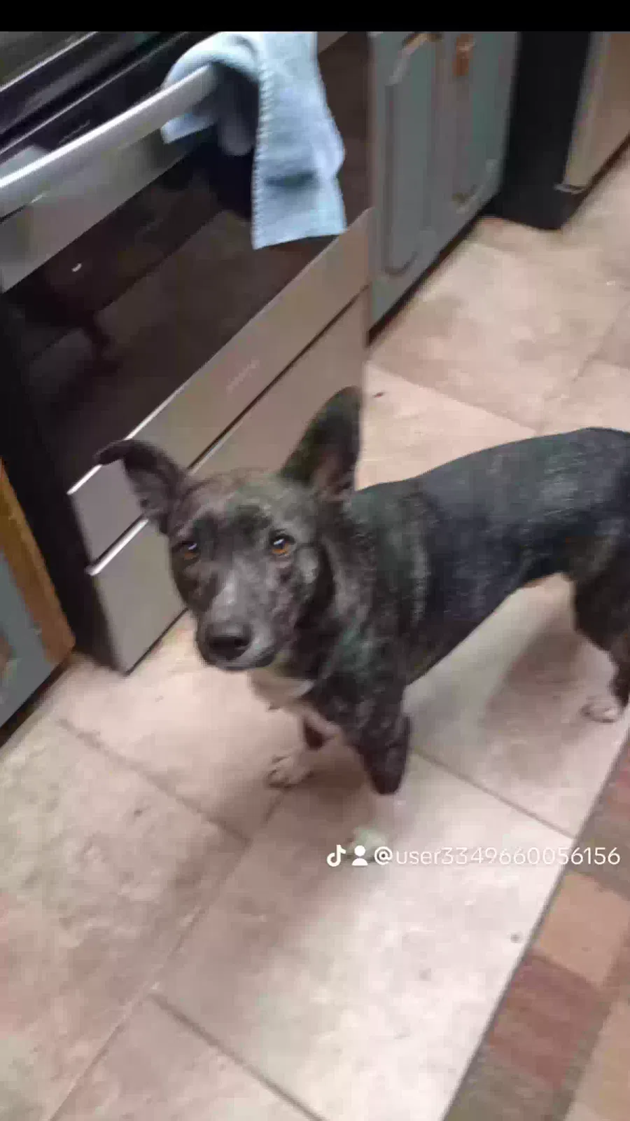 Lost dog in Ada, OK, 74820