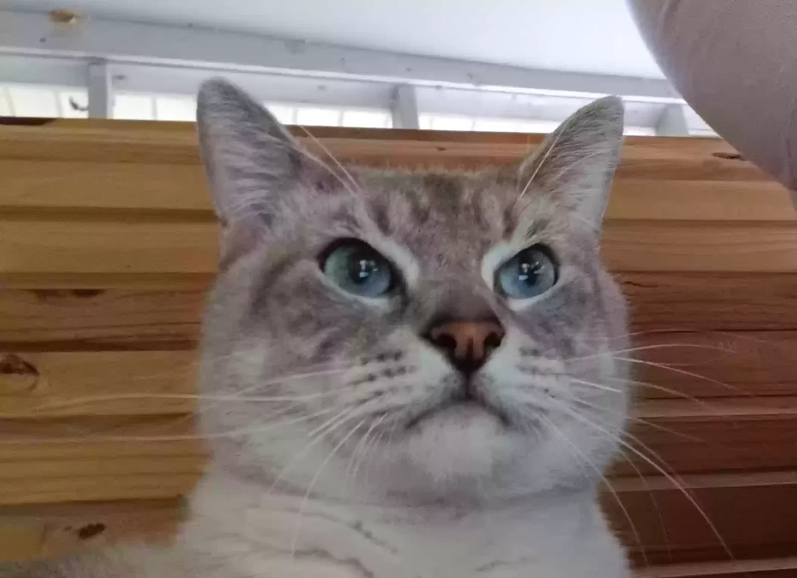 Lost cat in Midway, GA, 31320