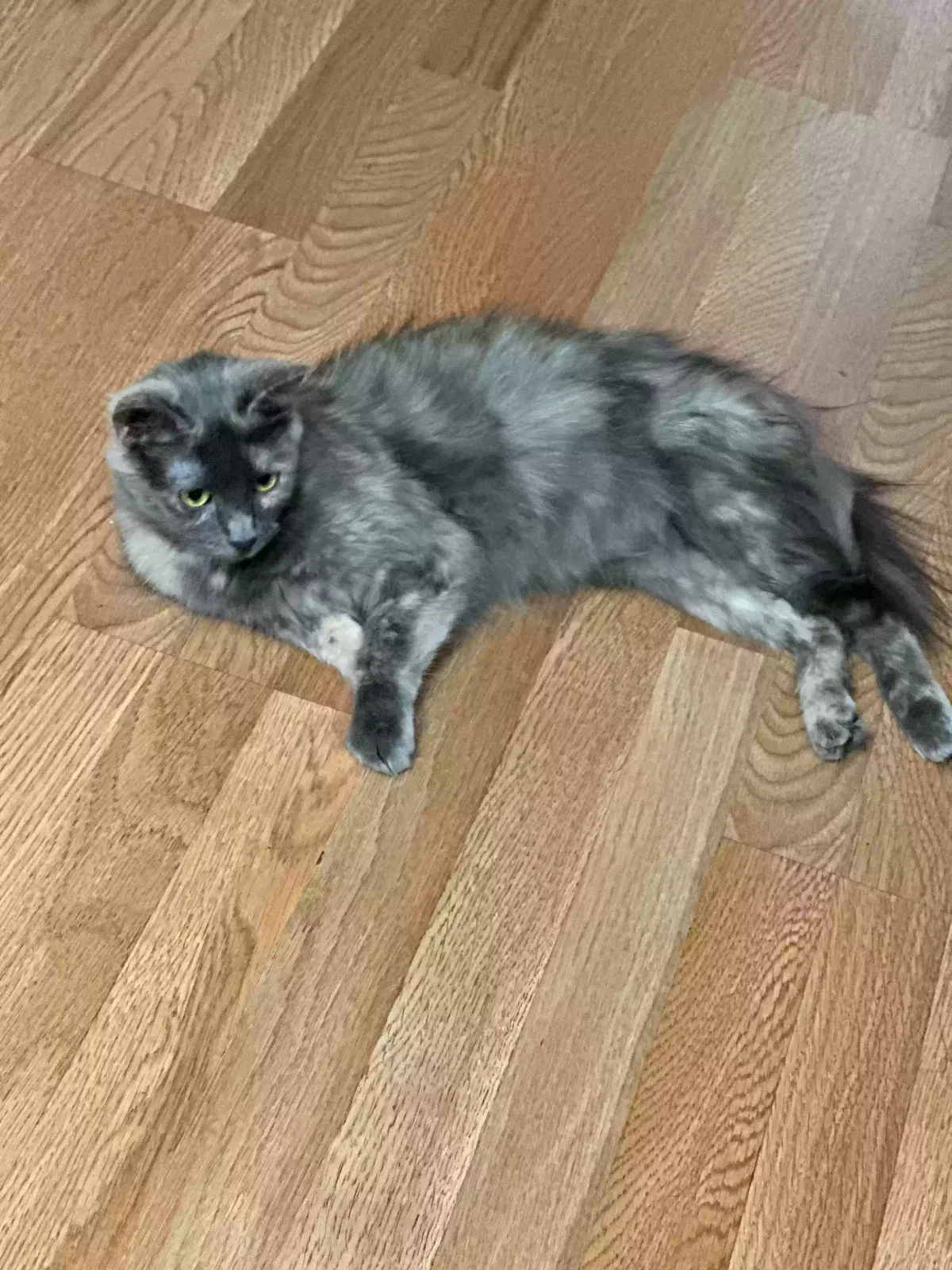 Lost cat in San Jose, CA, 95131