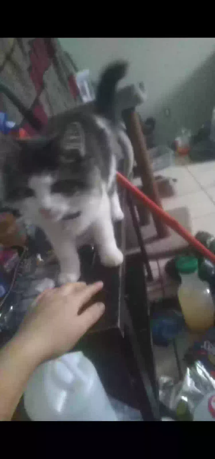Lost cat in Akron, OH, 44314