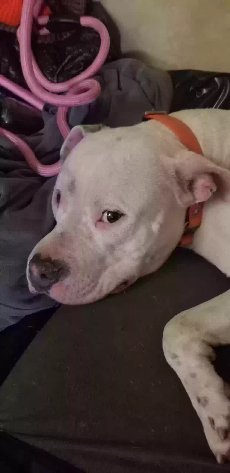 Found dog in Rock Hill, SC, 29732