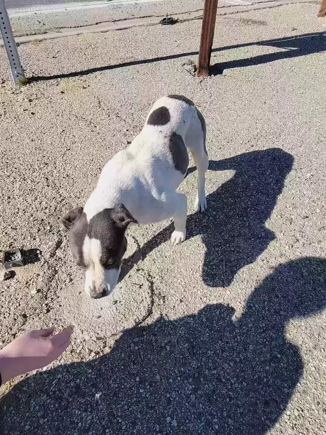 Found dog in Rosamond, CA, 93560