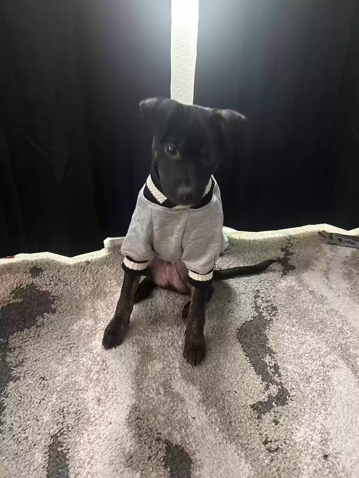 Lost dog in Douglasville, GA, 30135