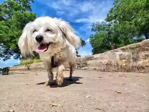 Lost dog in Belton, TX, 76513