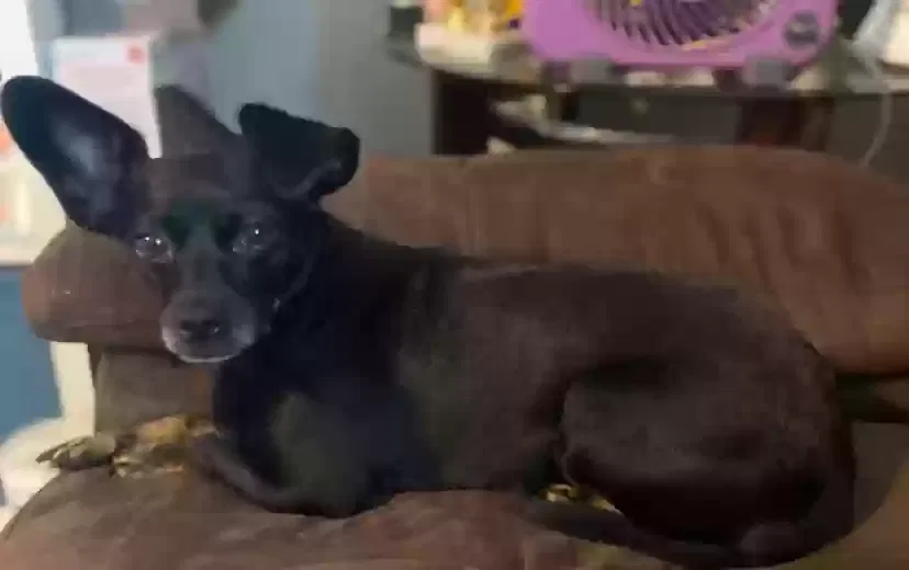 Lost dog in Missouri City, TX, 77489