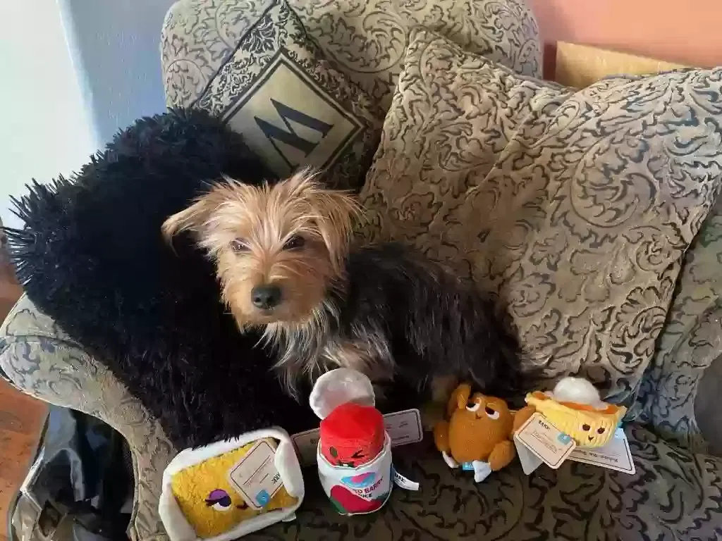 Lost dog in Surprise, AZ, 85379