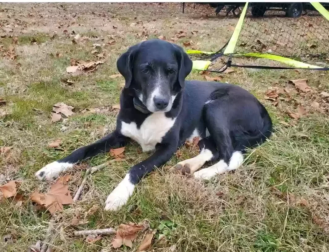 Lost dog in Culleoka, TN, 38451