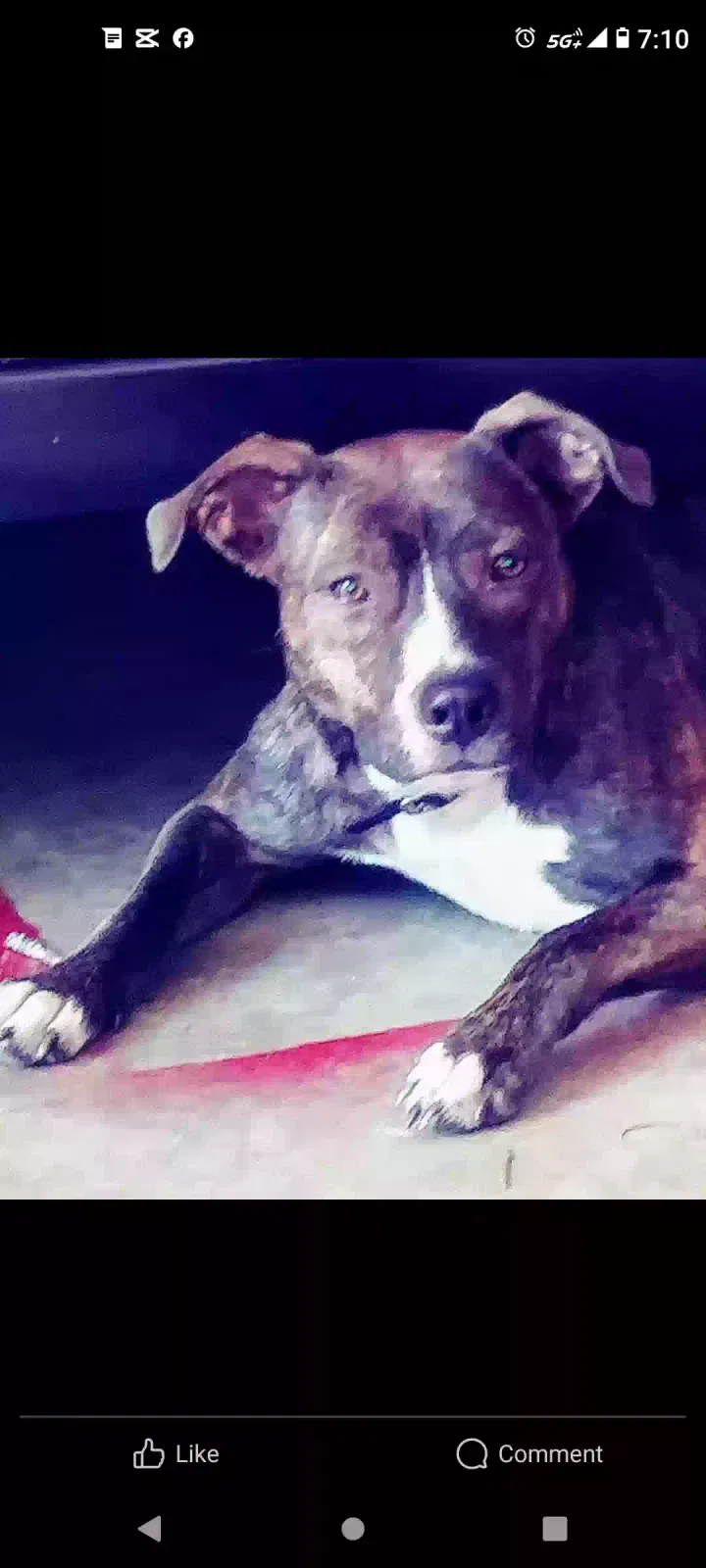 Lost dog in Pearland, TX, 77584