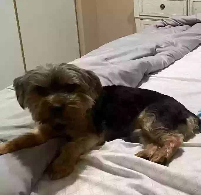 Lost dog in Las Vegas, NV, 89142