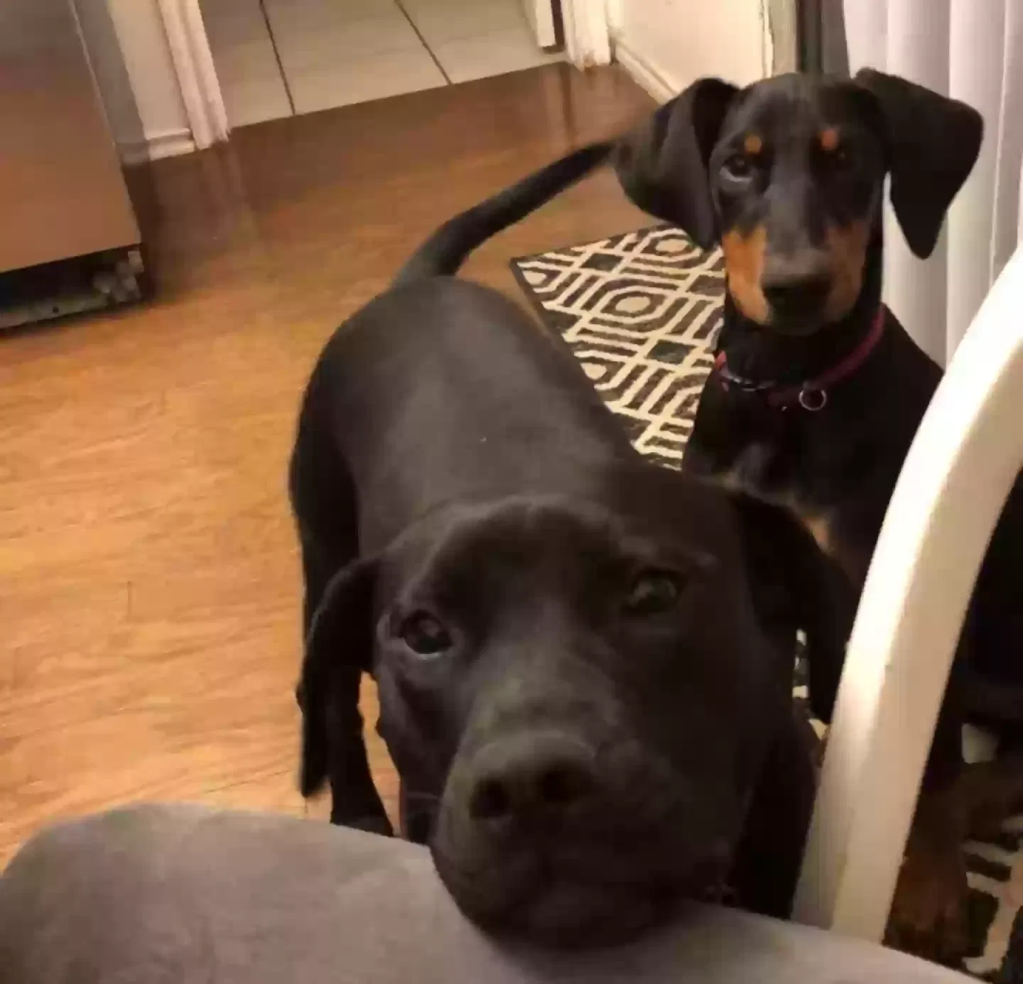 Lost dog in San Antonio, TX, 78247