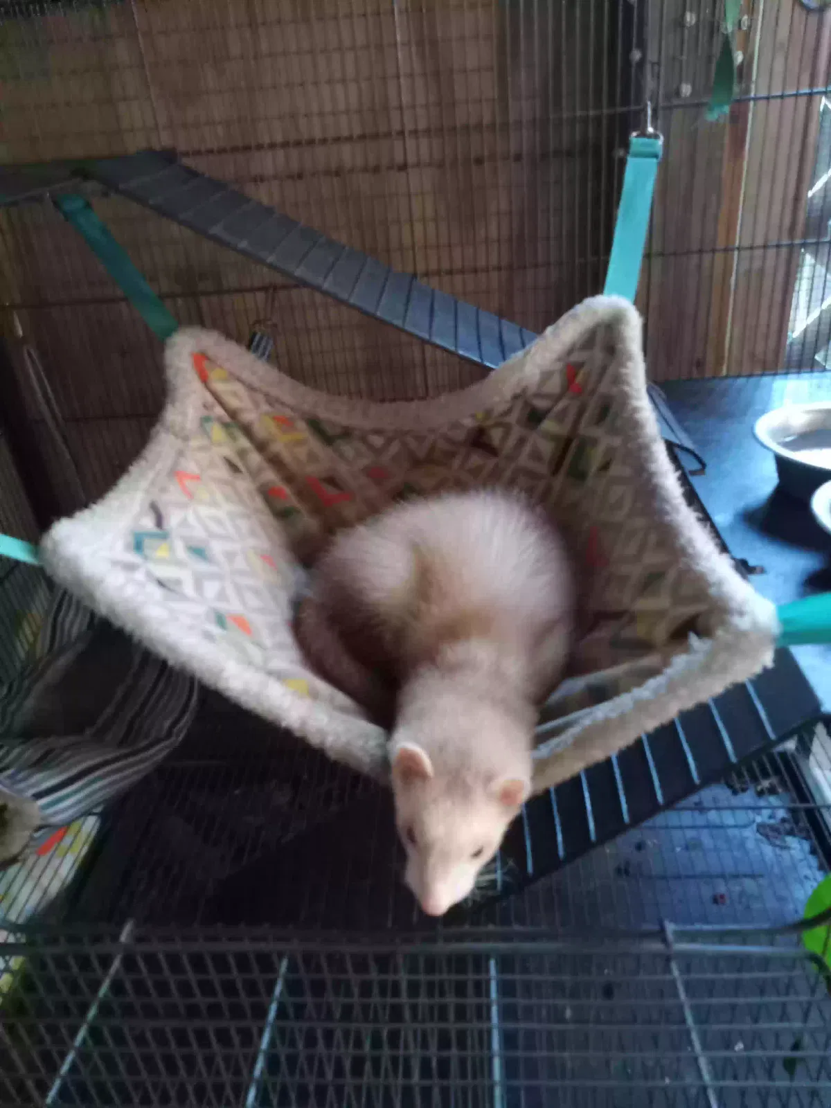 Lost cat in North Fort Myers, FL, 33903