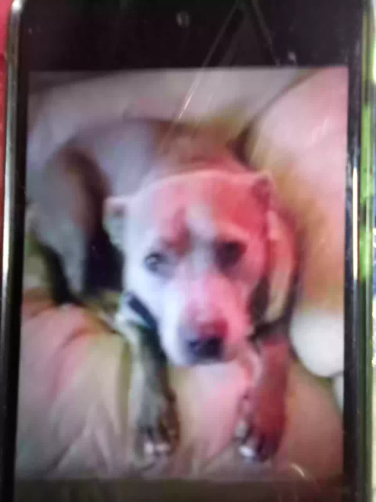 Lost dog in Lone Jack, MO, 64070