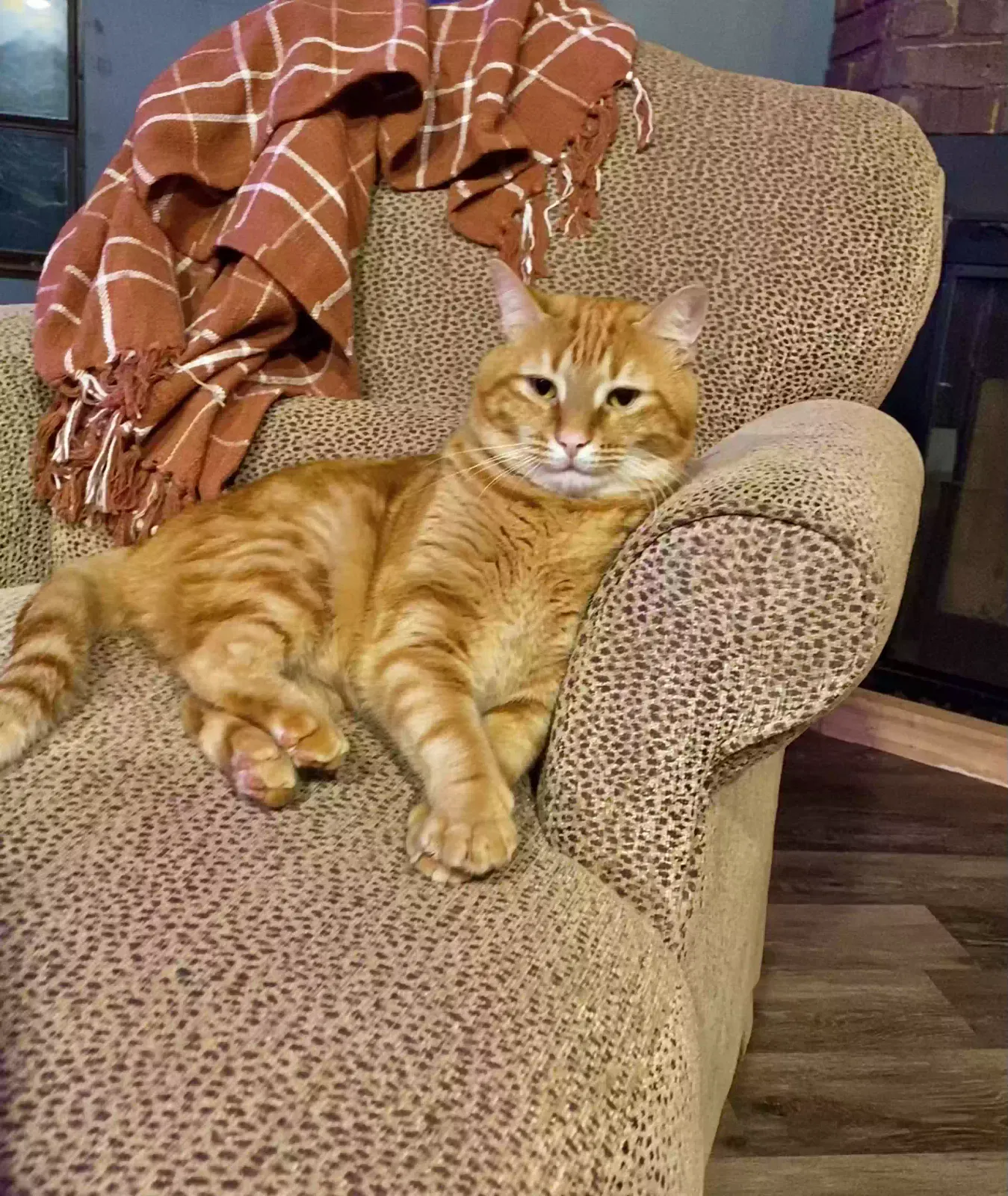 Lost cat in Industry, PA, 15052