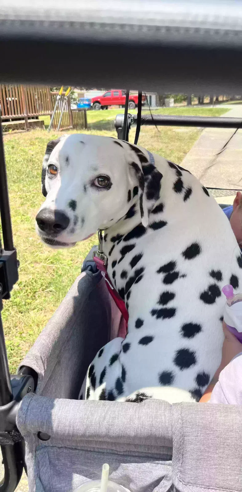 Lost dog in Fort Bragg, NC, 28307