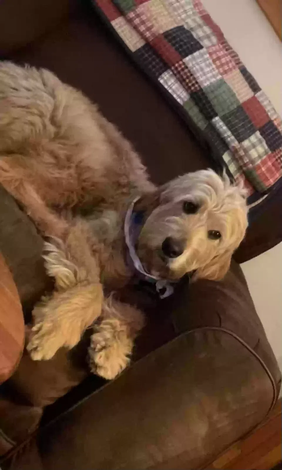Lost dog in Laurinburg, NC, 28352