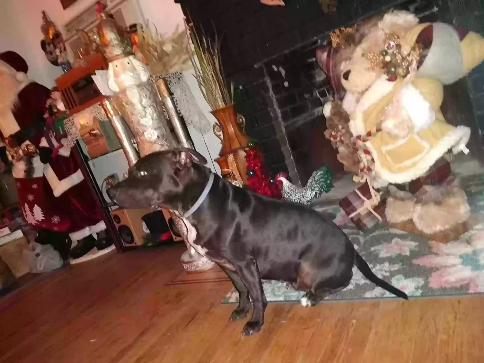 Lost dog in Gridley, CA, 95948