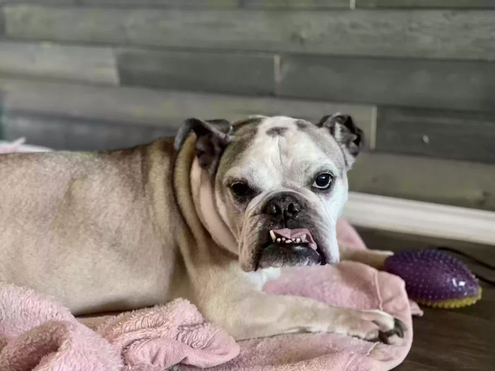 Lost dog in Crosby, TX, 77532
