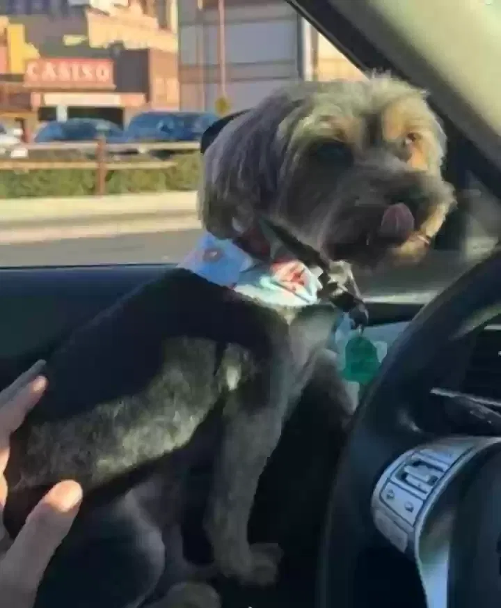 Lost dog in Las Vegas, NV, 89142