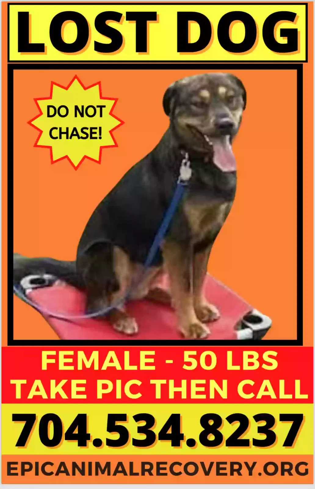 Lost dog in Charlotte, NC, 28215