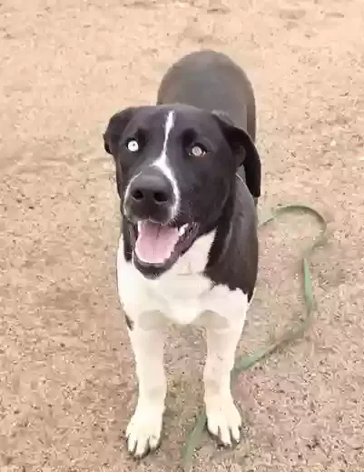 Found dog in Riverside, CA, 92504