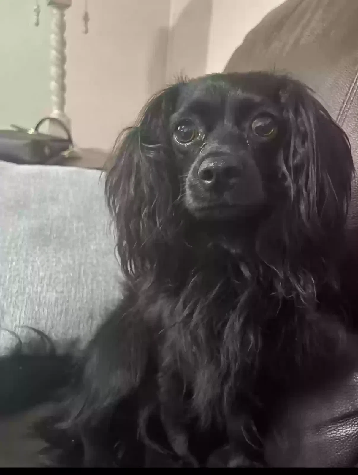 Lost dog in Bakersfield, CA, 93306